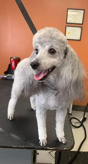 Certified dog grooming experts in Carbondale, IL