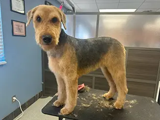 Award-winning pet grooming services in Carbondale, IL