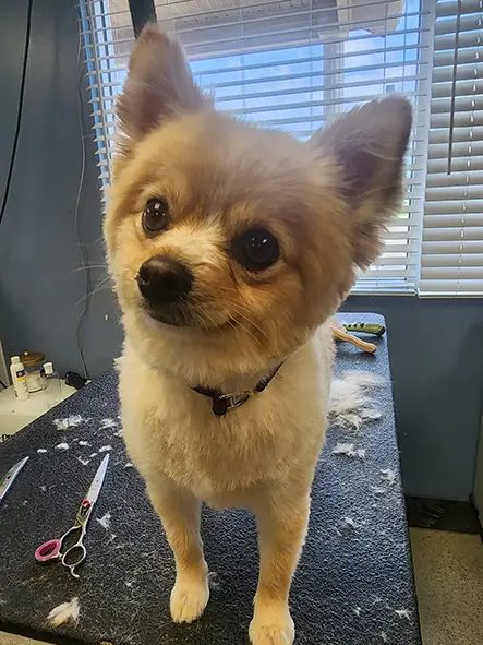 Custom pet grooming styles by certified stylists in Carbondale, IL