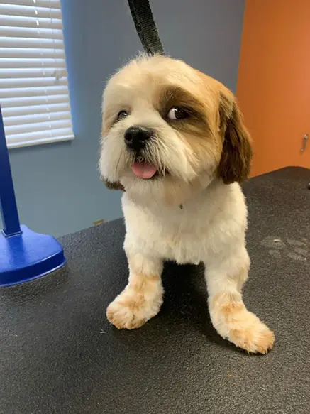 Award-winning pet care and grooming in Carbondale, IL