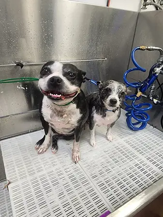 Gentle, quality dog grooming techniques in Carbondale, IL