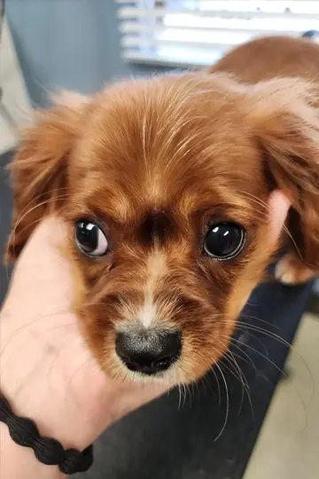Full-service pet grooming for all breeds in Carbondale, IL