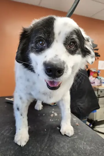 Exceptional dog grooming service in Carbondale, IL