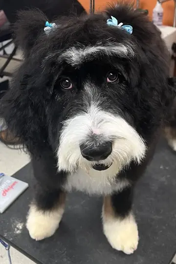 pet-grooming-carbondale-il-gallery-3