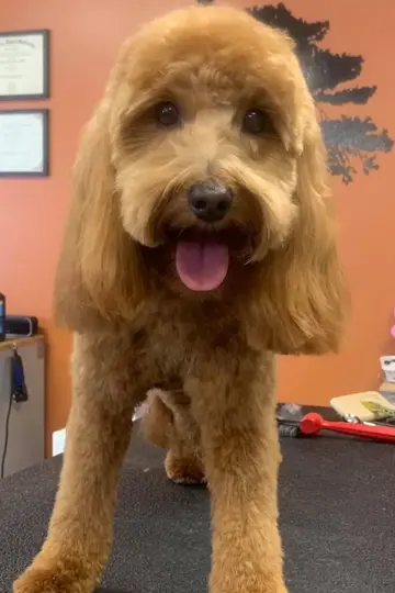 Tailored grooming services for dogs in Carbondale, IL