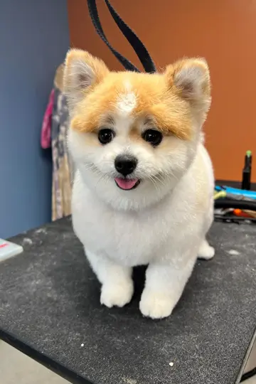 Full-service pet grooming expertise in Carbondale, IL