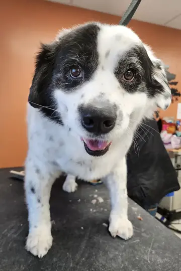 pet grooming marion il