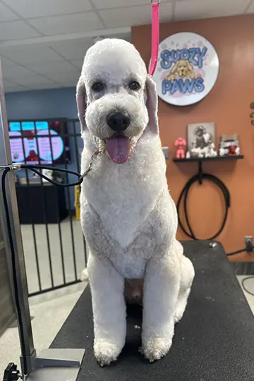 Professional dog grooming with breed specific trims and scissor cuts