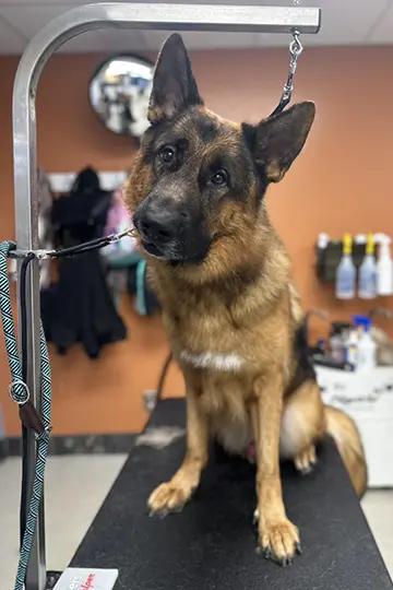 Puppy grooming services including trims, shaves, and gentle baths