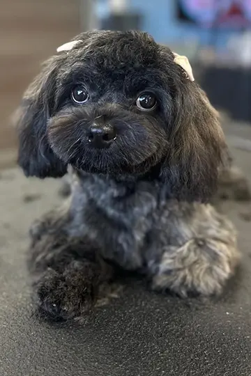 Dog bath with premium shampoo and specialty coat conditioning