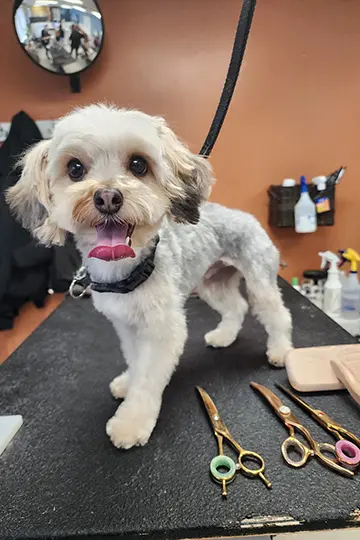 Medicated dog bath for irritated skin and coat care