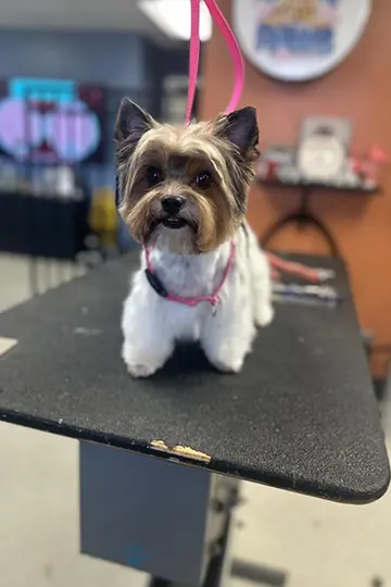Shed-less dog grooming treatment with brushing and de-matting