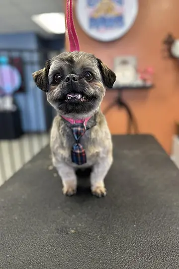 Full service dog grooming with nail trimming, ear cleaning, and paw care