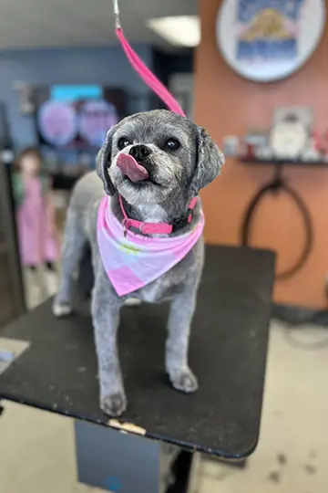 Dog grooming add-ons including blueberry facial, tooth brushing, and coat shine